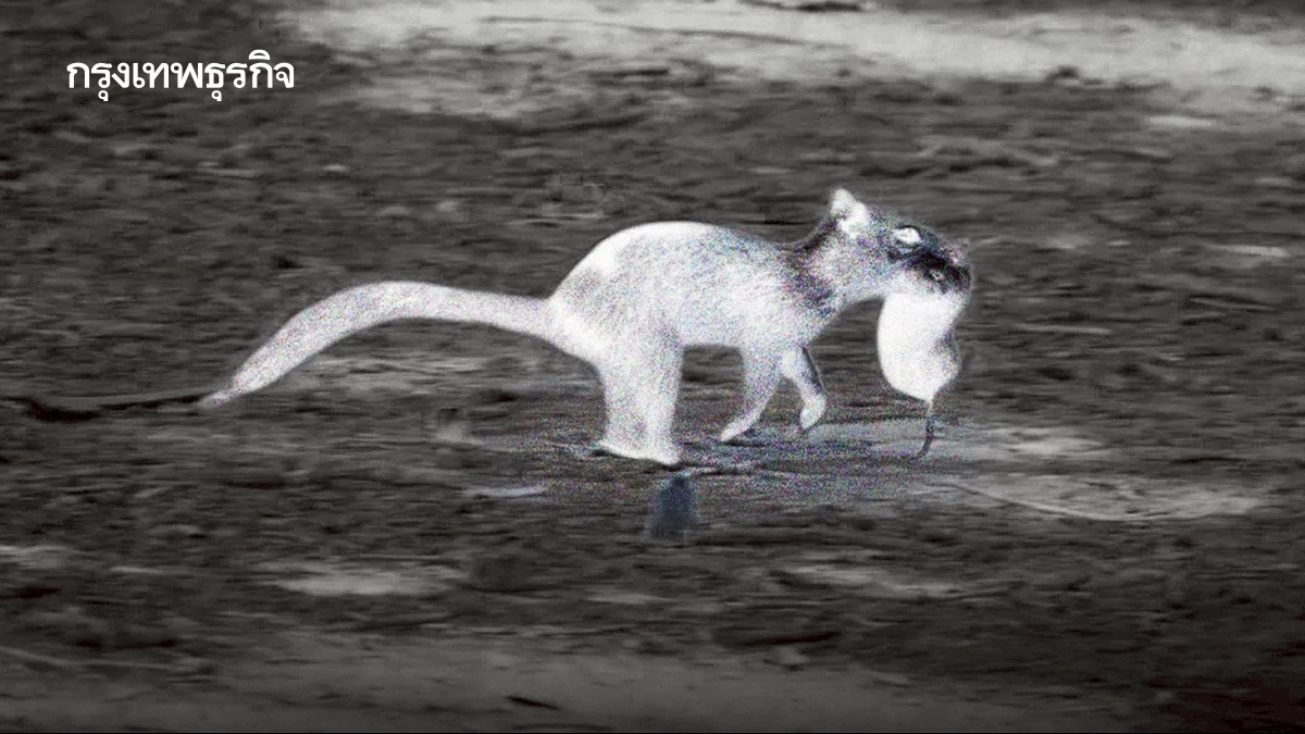 ‘กระรอก‘ เป็นนักล่า จับหนูนากินเป็นอาหาร คาดปรับตัวให้เข้ากับสิ่งแวดล้อม