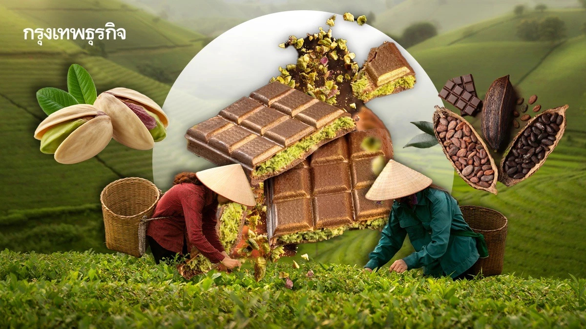 ‘ช็อกโกแลตดูไบ’ กระทบสิ่งแวดล้อม เร่งปลูกพิสตาชิโอ-ชาเขียว-โกโก้ หวั่น ‘ขาดแคลนน้ำ’