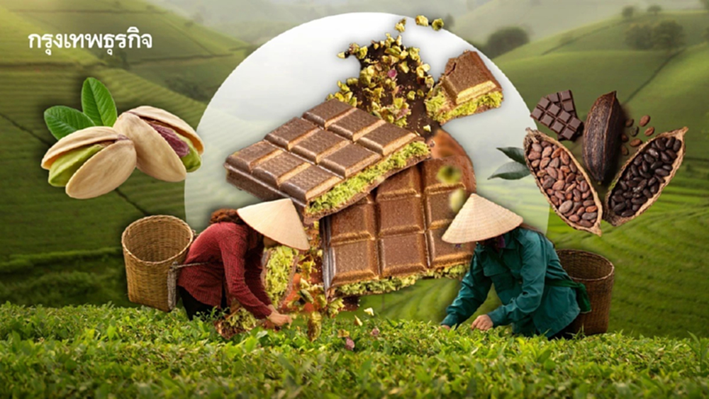 ‘ช็อกโกแลตดูไบ’ กระทบสิ่งแวดล้อม เร่งปลูกพิสตาชิโอ-ชาเขียว-โกโก้ หวั่น ‘ขาดแคลนน้ำ’