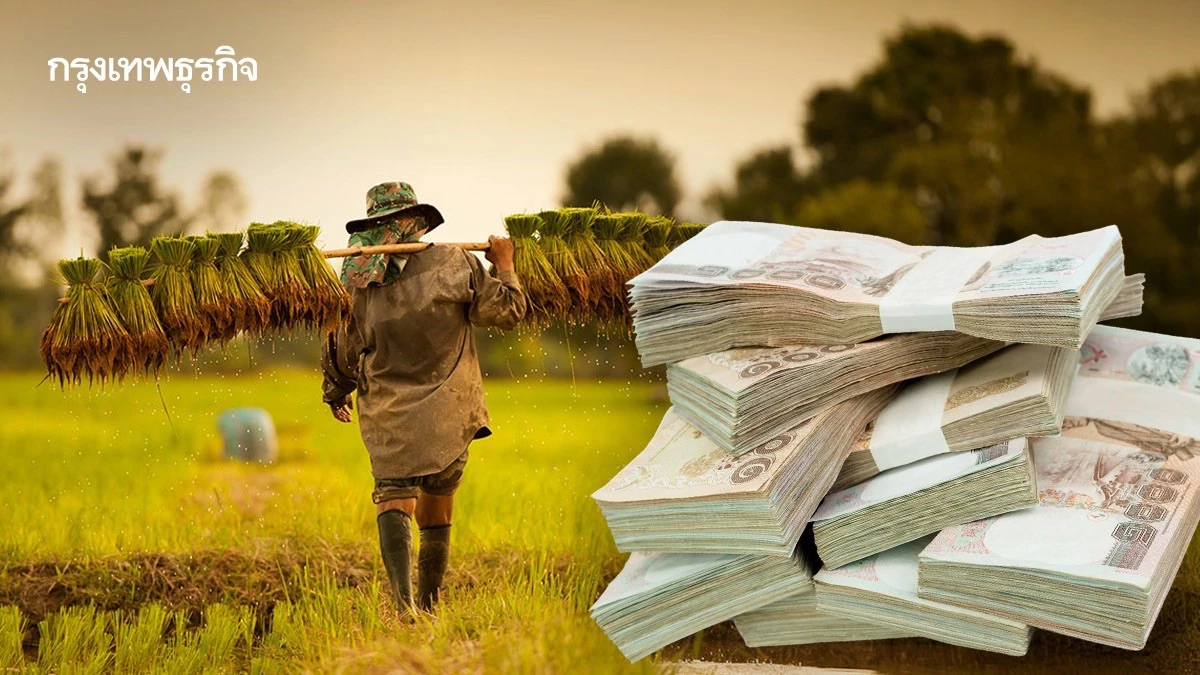 เงินช่วยเหลือชาวนา ข้าวนาปี 2568 ใกล้จ่าย! ตรวจสอบสิทธิ์ก่อนชวด