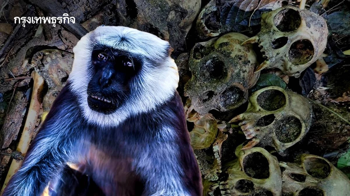 กะโหลกค่างจำนวนมาก แก่งกระจาน 'สุชาติ' สั่งหาคนทำผิด ไม่เว้นคนในเครื่องแบบ