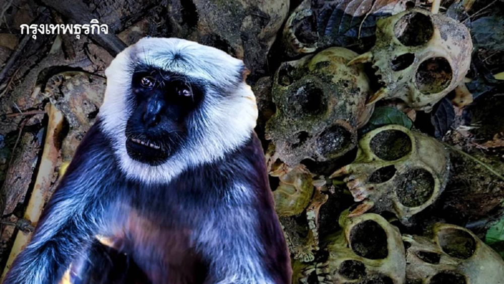 กะโหลกค่างจำนวนมาก แก่งกระจาน 'สุชาติ' สั่งหาคนทำผิด ไม่เว้นคนในเครื่องแบบ