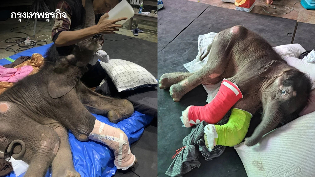 อาการล่าสุด ลูกช้างป่าพลัดหลง “ข้าวต้ม” ทีมสัตวแพทย์เผยฟื้นตัวต่อเนื่อง
