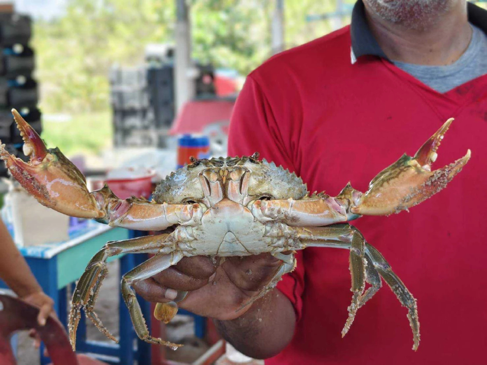 'เกษตรกรปากพนัง' ใช้ปลาหมอคางดำเลี้ยงปูขาว ลดต้นทุน สร้างรายได้ชุมชน