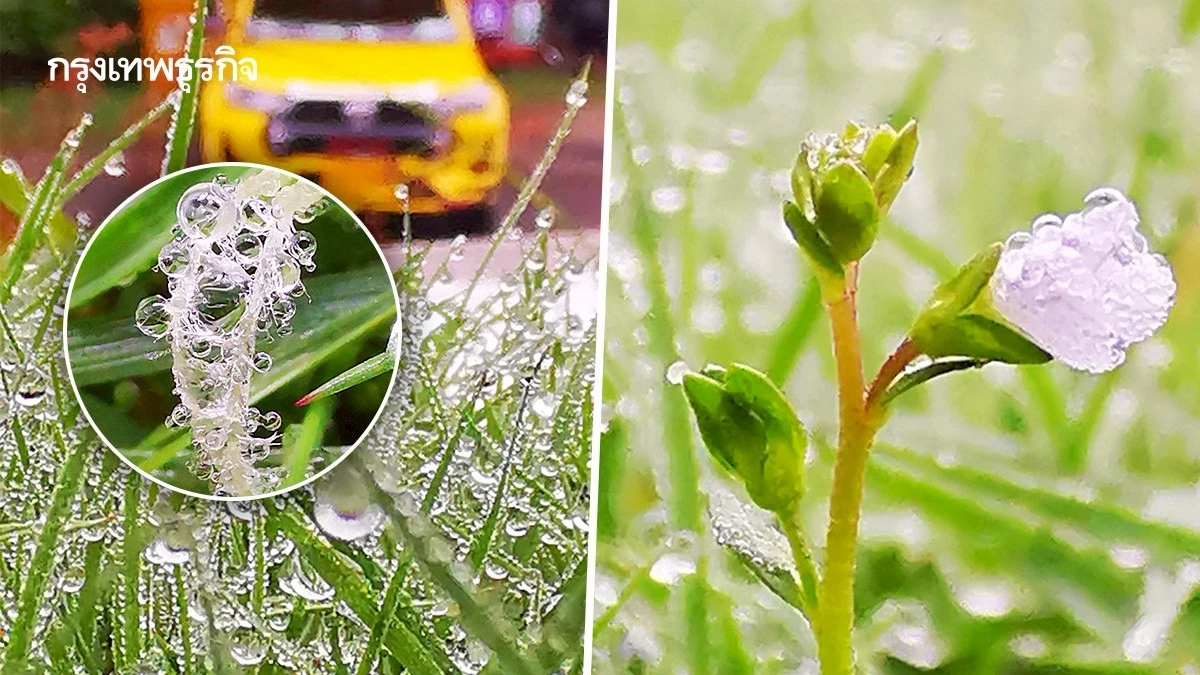 'ยอดดอยอินทนนท์' อากาศหนาว 12 องศา แห่ชมภาพ หยดน้ำค้าง เกาะยอดหญ้า