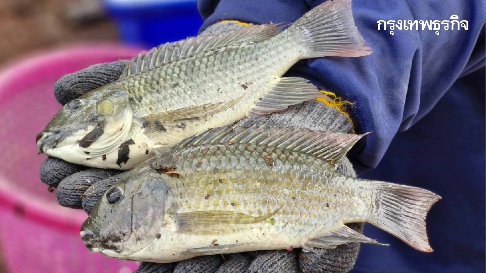 เปิดข้อเท็จจริงทางกฎหมาย - ประวัติความเป็นมาของการเลี้ยงปลาหมอคางดำในประเทศไทย