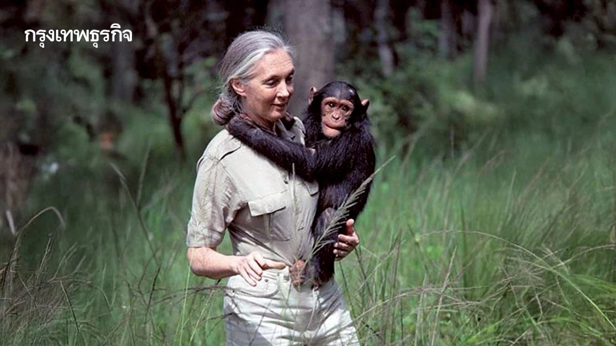 ‘เจน กูดดอลล์’ ผู้ปฏิวัติการศึกษาพฤติกรรมสัตว์ สร้างความหวังการอนุรักษ์สิ่งแวดล้อม