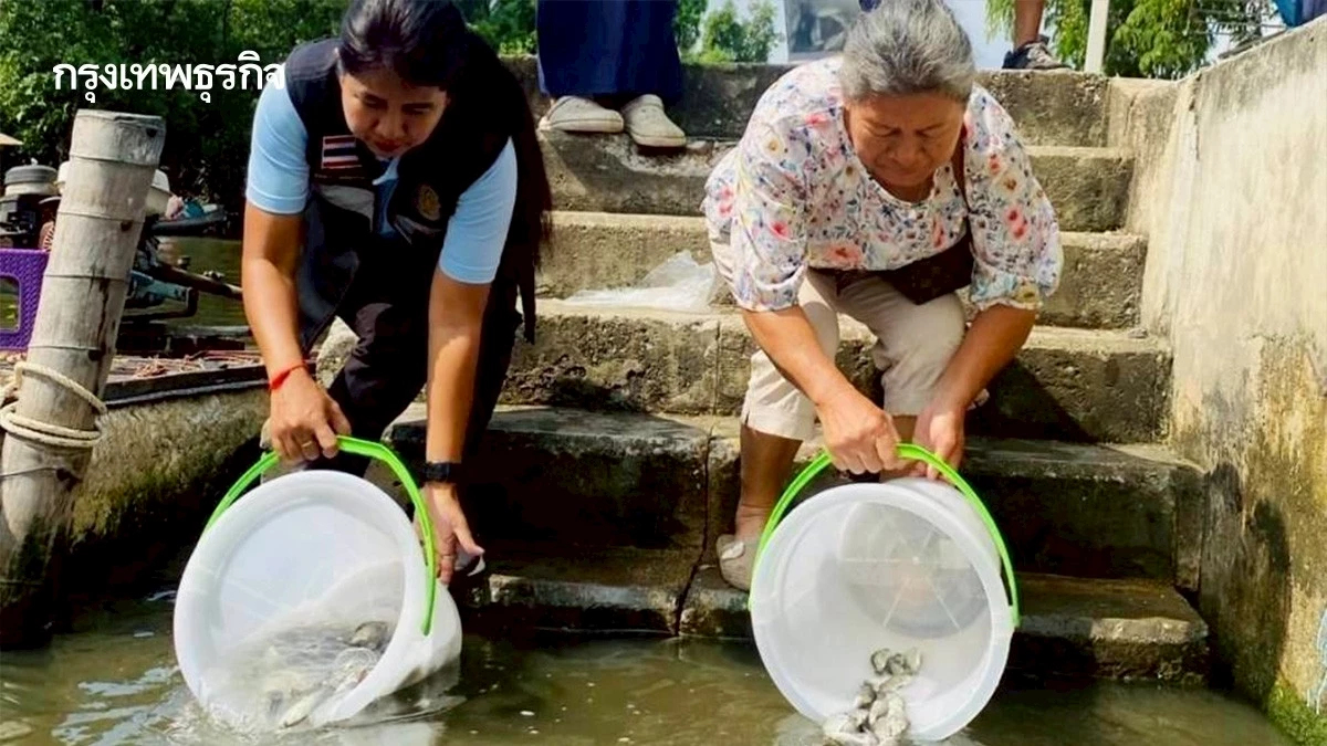 กรมประมง ปล่อย 'ปลานักล่า' ต่อเนื่อง บูรณาการคุมเข้ม 'ปลาหมอคางดำ'
