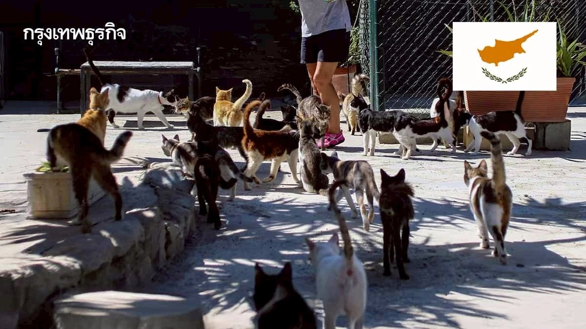 ‘ไซปรัส’ มี ‘แมวจรจัด’ ทะลุล้านตัว เร่งวางแผนคุมกำเนิดครบวงจร