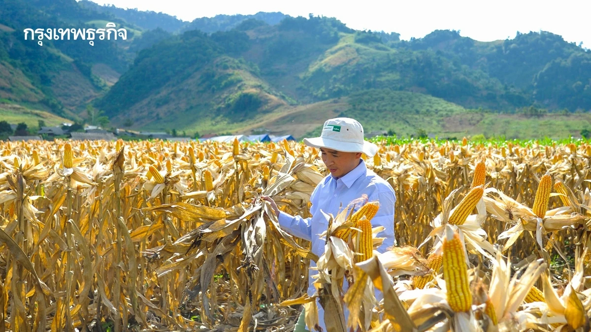 ซินเจนทา ยก เทคโนโลยีชีวภาพ ดัน ข้าวโพดเลี้ยงสัตว์ไทย เป็น พืชเศรษฐกิจแห่งอนาคต