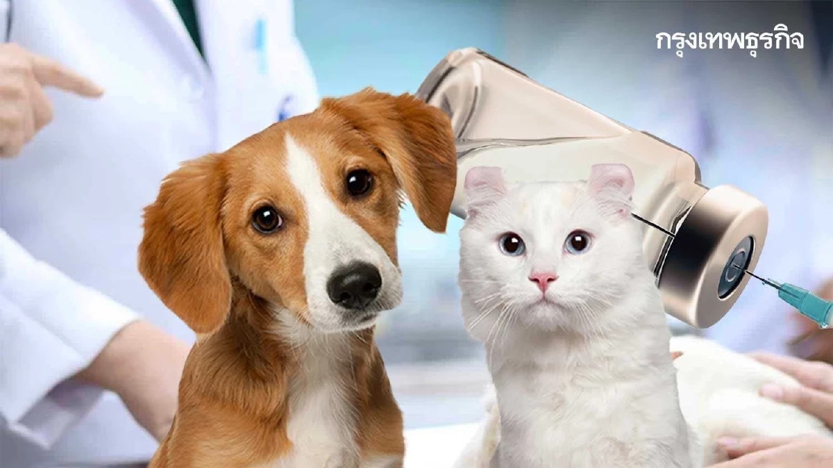 .พิกัด หน่วยสัตวแพทย์ ทำหมันหมาแมว ฉีดวัคซีนฟรี 7-10 ต.ค. ทั่วกรุง.