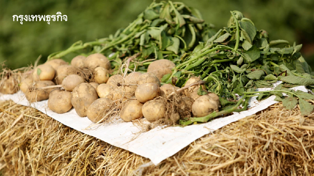 การยกระดับอุตฯมันฝรั่งในไทยดึงโนว์ฮาว  ลดจุดอ่อน-เสริมแกร่งรายได้เกษตรกร