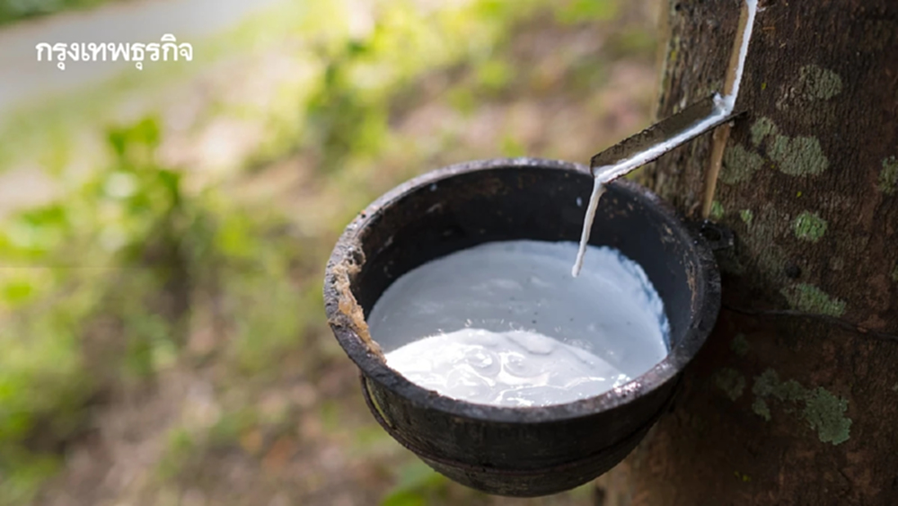 กระทรวงเกษตร เปิดนำเข้า ‘ยางผ่านแดน’ เมียนมา ไป มาเลเซีย  ย้ำห้ามใช้ในไทย