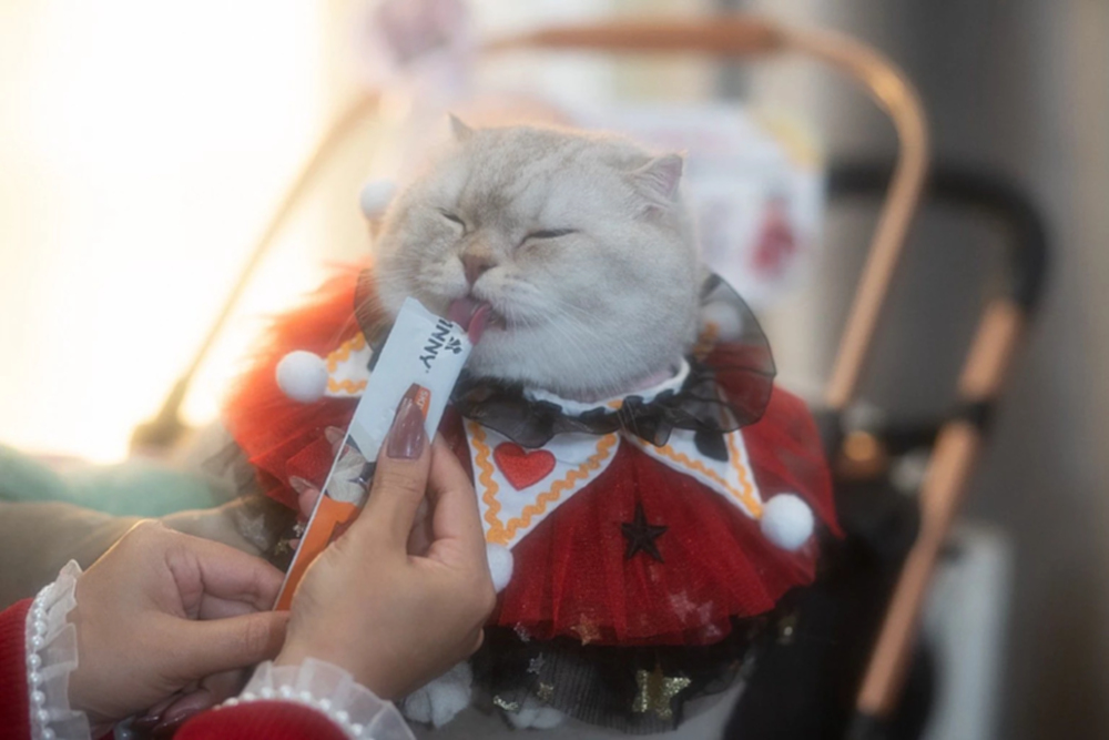 อาหารสัตว์เลี้ยงโตแรง 'จินนี่' เจาะทาสแมว ชิงขุมทรัพย์ตลาดโลก