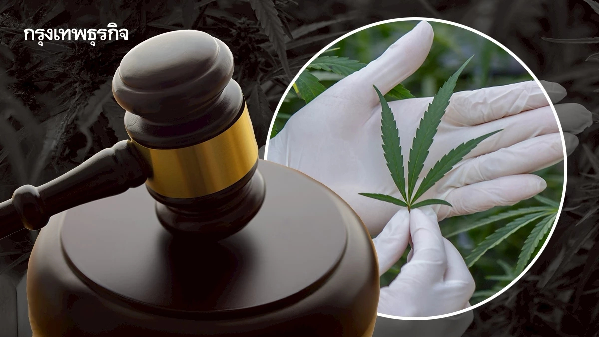 เครือข่ายฯแฉปัญหาหลังบังคับใช้ 'ช่อดอกกัญชา' ชงรื้อ 3 กฎหมาย เร่งพ.ร.บ.กัญชา