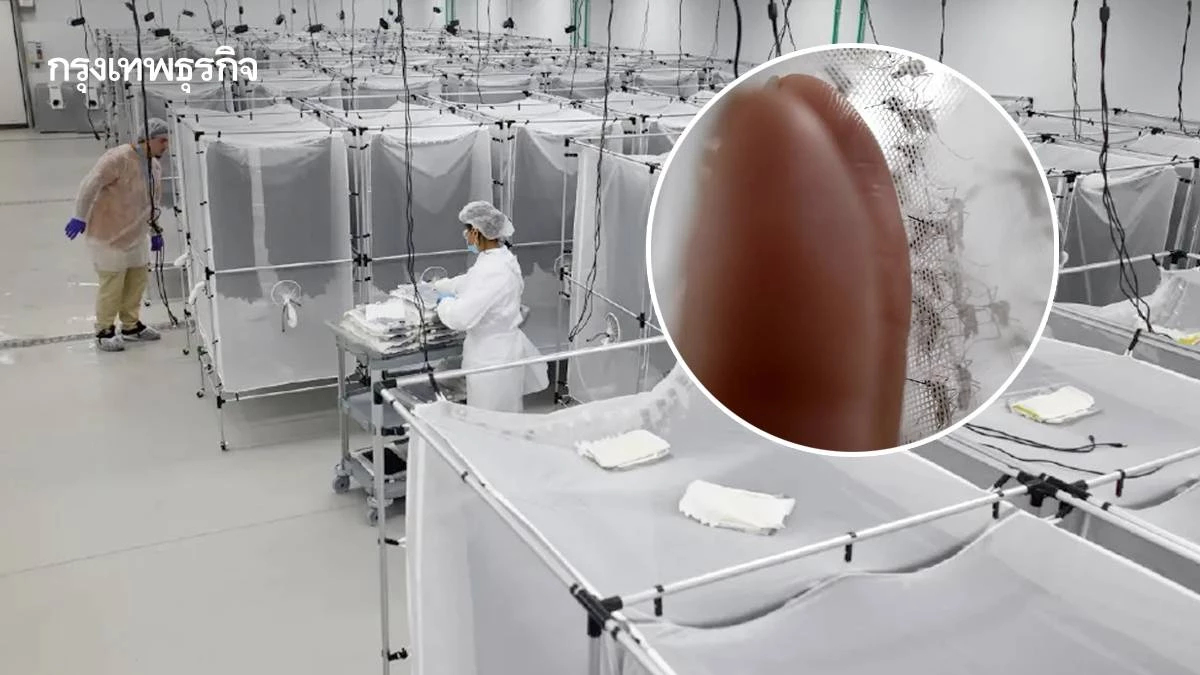 บราซิลเปิด 'โรงเพาะยุง' ใหญ่สุดในโลก สู้ไข้เลือดออก ช่วยชีวิต 140 ล้านคน