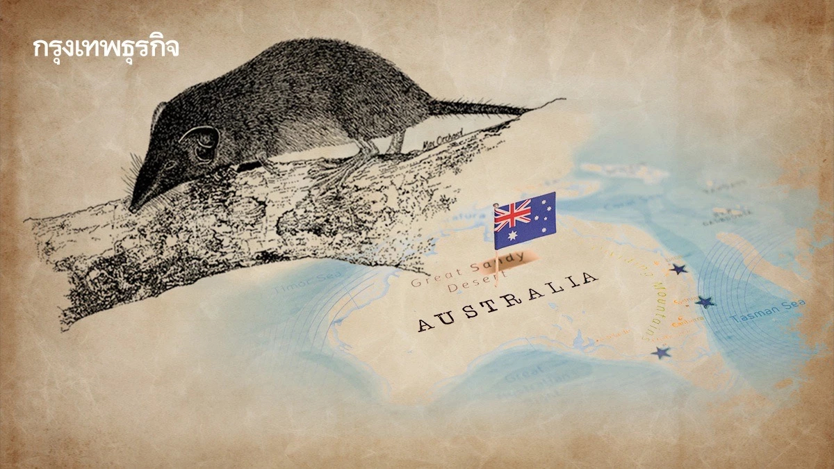 ประกาศสูญพันธุ์ ‘หนูผีเกาะคริสต์มาส’ จากเชื้อโรค-เอเลี่ยนสปีชีส์-ที่อยู่อาศัยถูกทำลาย