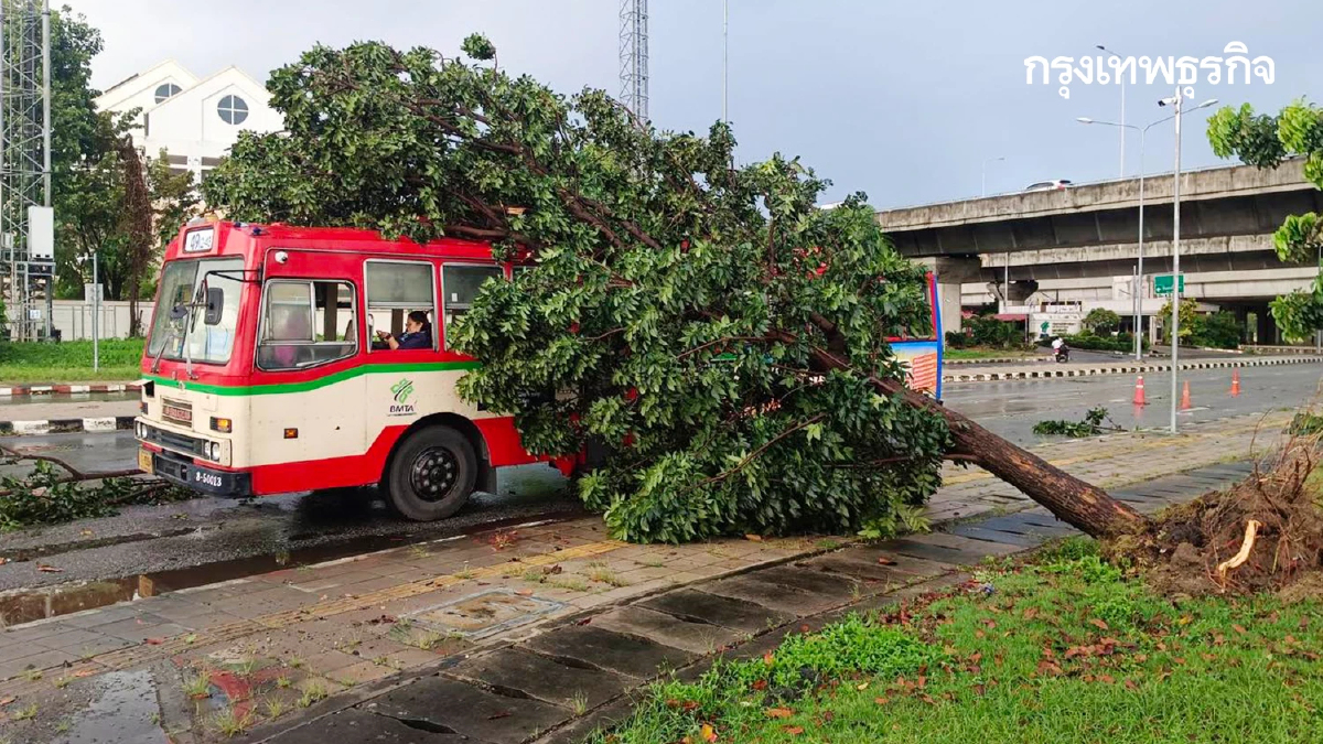 นาทีชีวิต ต้นไม้ล้มทับรถเมล์สาย 49 ใกล้สถานีกลางกรุงเทพอภิวัฒน์