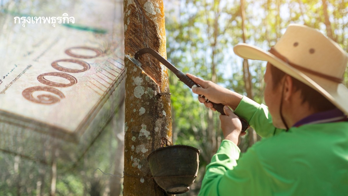 .ใครได้บ้าง แจกเงินเกษตรกร ชาวสวนยาง เงินไร่ละ 20,000 บาท ยื่นด่วน.