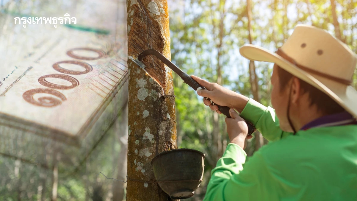 ใครได้บ้าง แจกเงินเกษตรกร ชาวสวนยาง เงินไร่ละ 20,000 บาท ยื่นด่วน
