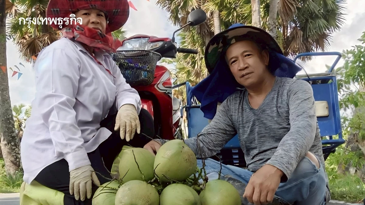 มะพร้าวน้ำหอมไทย วิกฤติ ราคาตกต่ำ หลังเวียดนามแย่งตลาดจีน  สูญเงินกว่า500 ล้านบาท