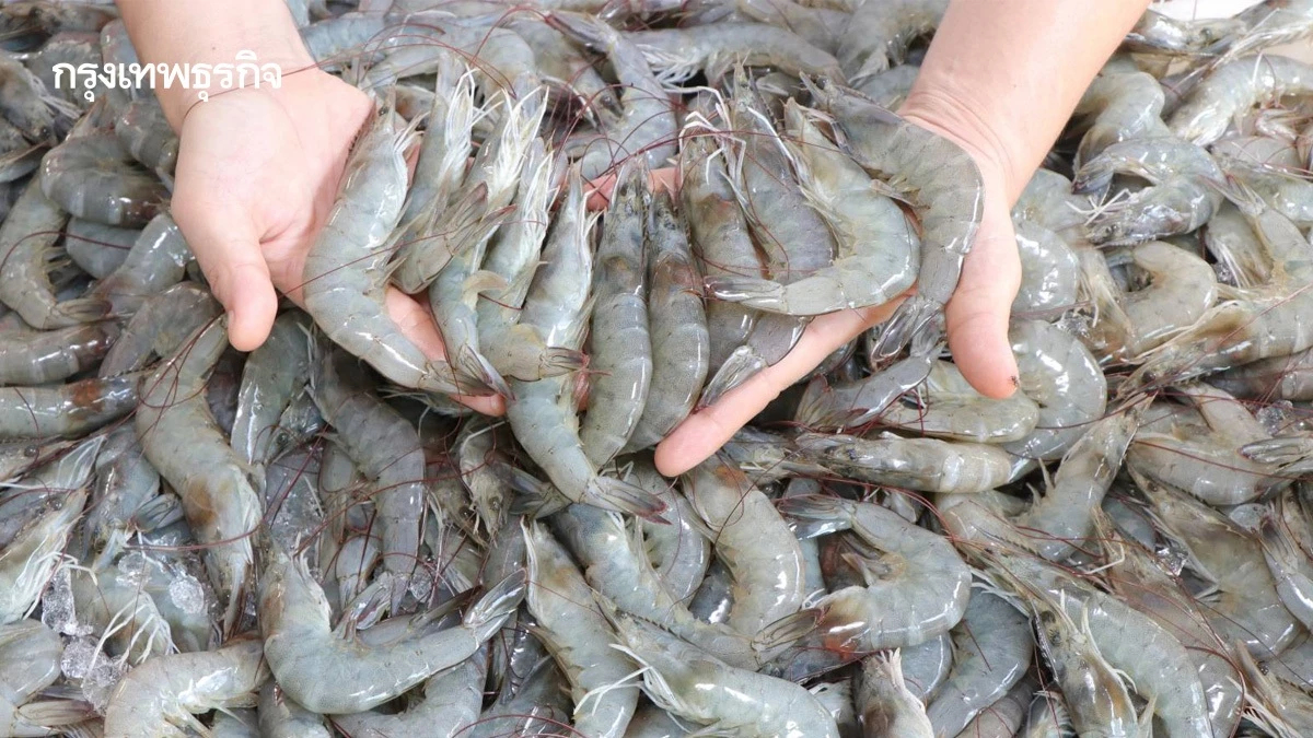 ระบบการเลี้ยง ‘กุ้งไทย’ สะอาด ปลอดภัย มั่นใจต่อผู้บริโภค