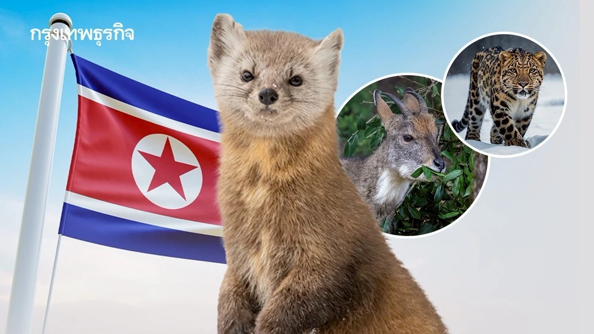 ‘สัตว์ป่า’ ใน ‘เกาหลีเหนือ’ สูญพันธุ์เกือบหมด ถูกล่าส่งขายตลาดมืด