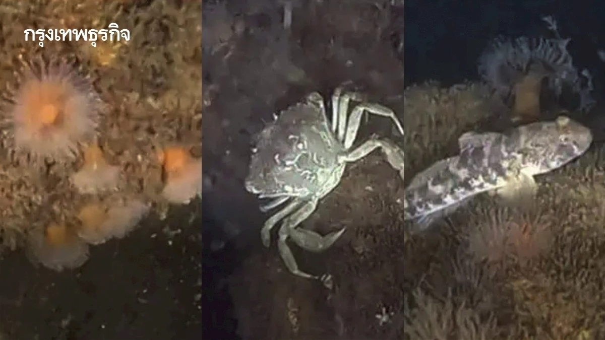 พบ ‘สัตว์ทะเล’ อาศัยบน ‘มิสไซล์’ ยุคสงครามโลก นักวิทย์หวั่นสารพิษรั่วไหล ทำกลายพันธุ์