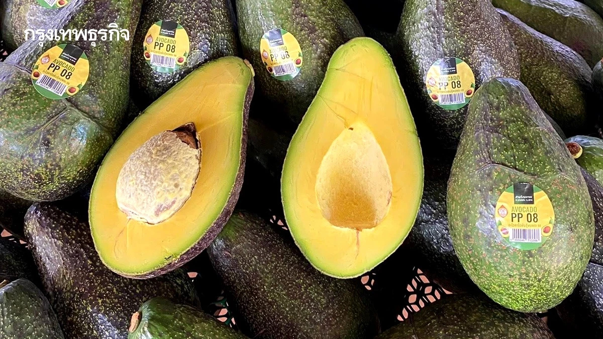 ‘อะโวคาโดพบพระ 08’ จ.ตาก ตอบรับ Longevity Trend สร้างโอกาสใหม่ให้เกษตรกรไทยอะ