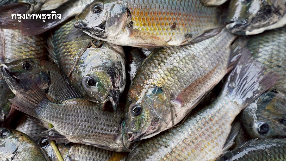 ศาลให้ ซีพีเอฟ เรียกค่าเสียหายจาก BIOTHAI คดีข้อมูลเท็จปลาหมอคางดำ