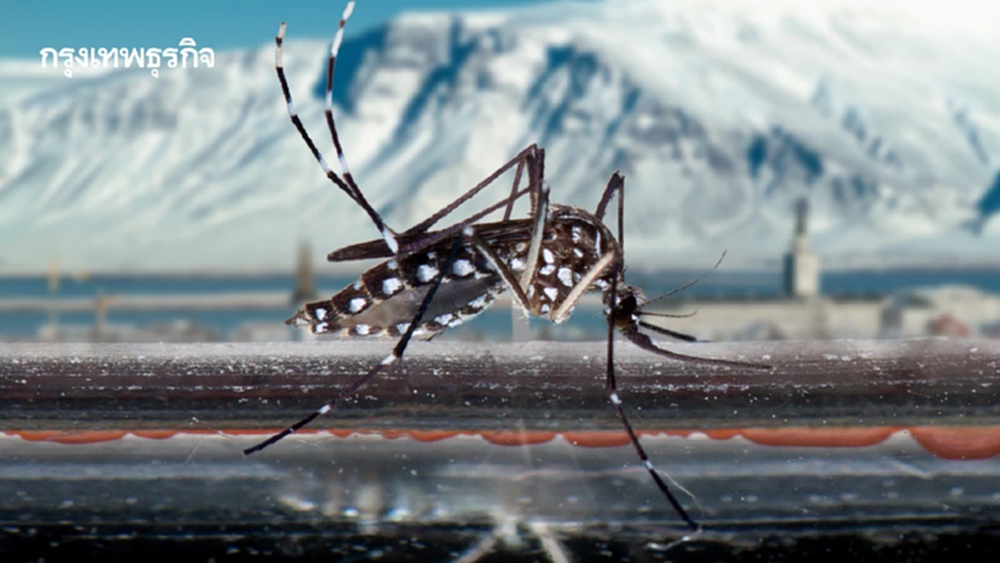 พบ ‘ยุงลาย’ ใน ‘ไอซ์แลนด์’ เป็นครั้งแรก หลังอากาศร้อนขึ้น จนสามารถอาศัยอยู่ได้