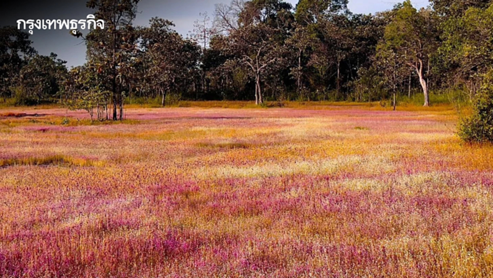 งามดุจภาพวาด ทุ่งดอกไม้ป่านามพระราชทาน บานสะพรั่ง ณ วนอุทยานน้ำตกผาหลวง