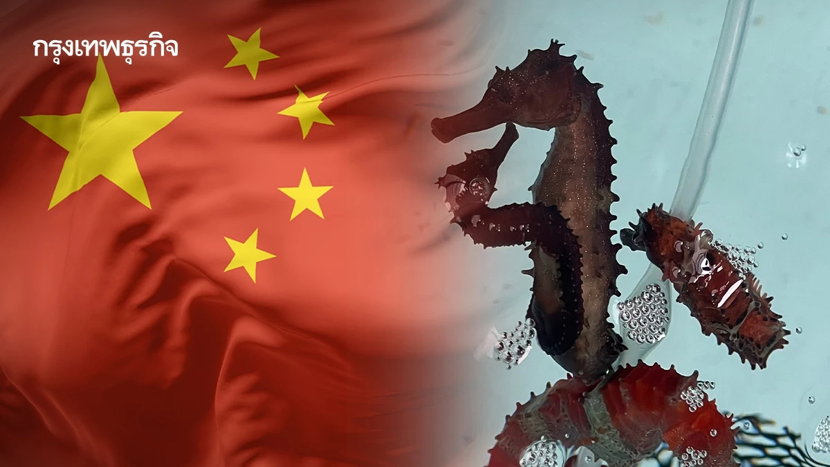 กระทรวงเกษตรฯ ทวงจีน เปิดตลาด‘ม้าน้ำตากแห้ง’ ขึ้นบัญชีทำยา