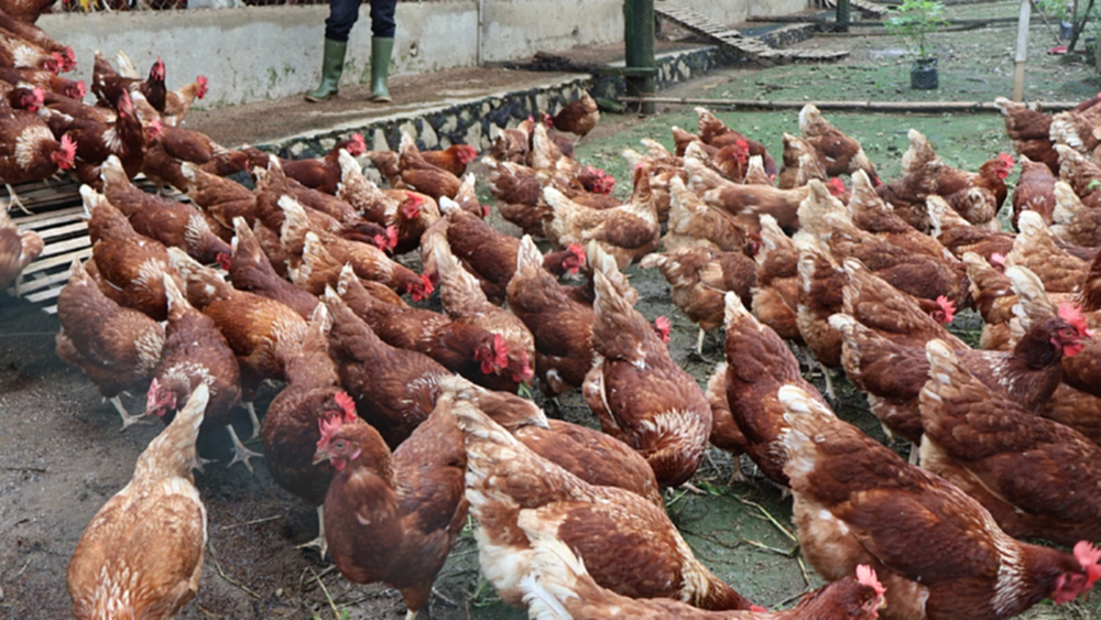 ลุยปศุสัตว์ยั่งยืน..เปิดเทรนไข่ไก่ปล่อยอิสระเพื่อสวัสดิภาพสัตว์