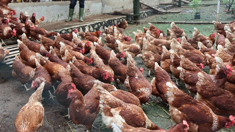 ลุยปศุสัตว์ยั่งยืน..เปิดเทรนไข่ไก่ปล่อยอิสระเพื่อสวัสดิภาพสัตว์