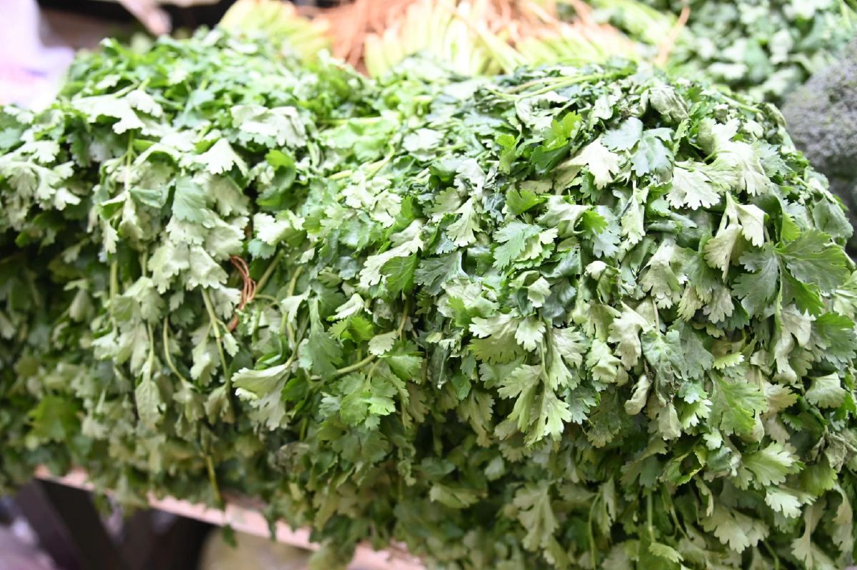 ผักชีราคาพุ่งทะลุ 250 บาทต่อกก.กรมการค้าภายใน  ชี้! ผลผลิตเสียหายจากฝน