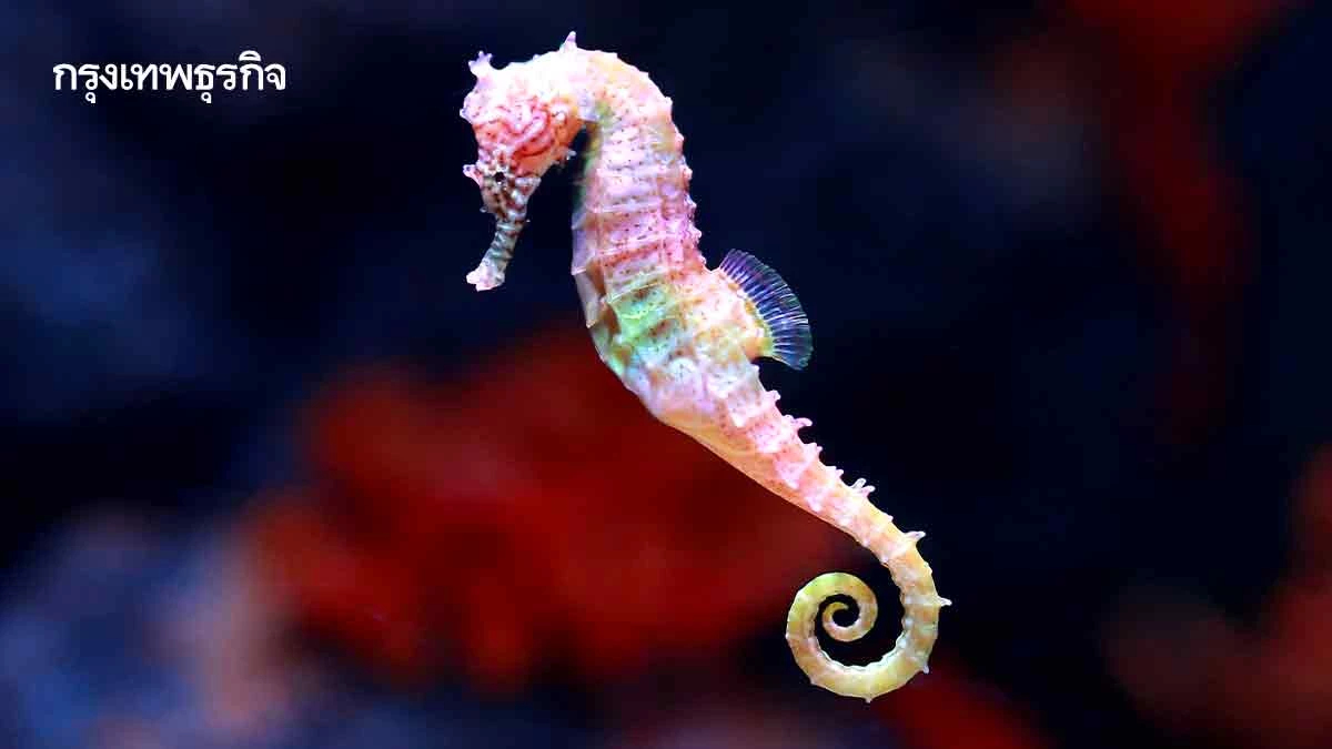 ‘ไทย’เจรจาจีนเปิดตลาด‘ม้าน้ำ’  กลับเข้าบัญชีวัตถุดิบยาจากสัตว์