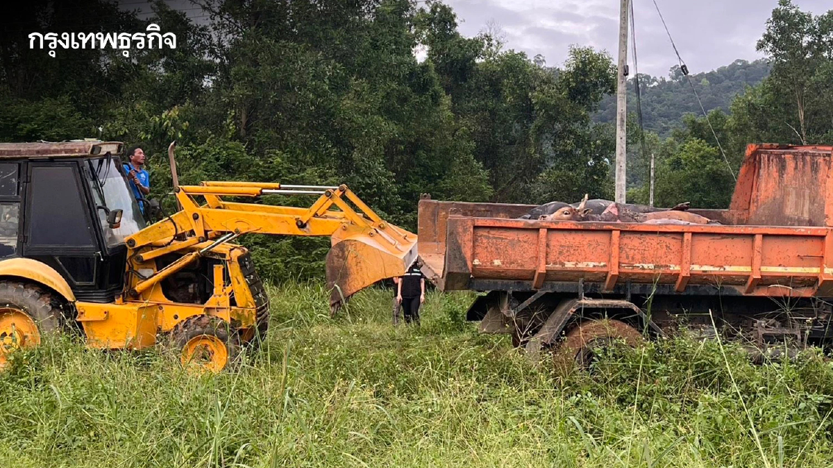 น้ำท่วมภาคใต้ สัตว์เล็ก-ใหญ่ตายเกลื่อน เร่งเก็บซากฝังกลบ ป้องกันโรคระบาด