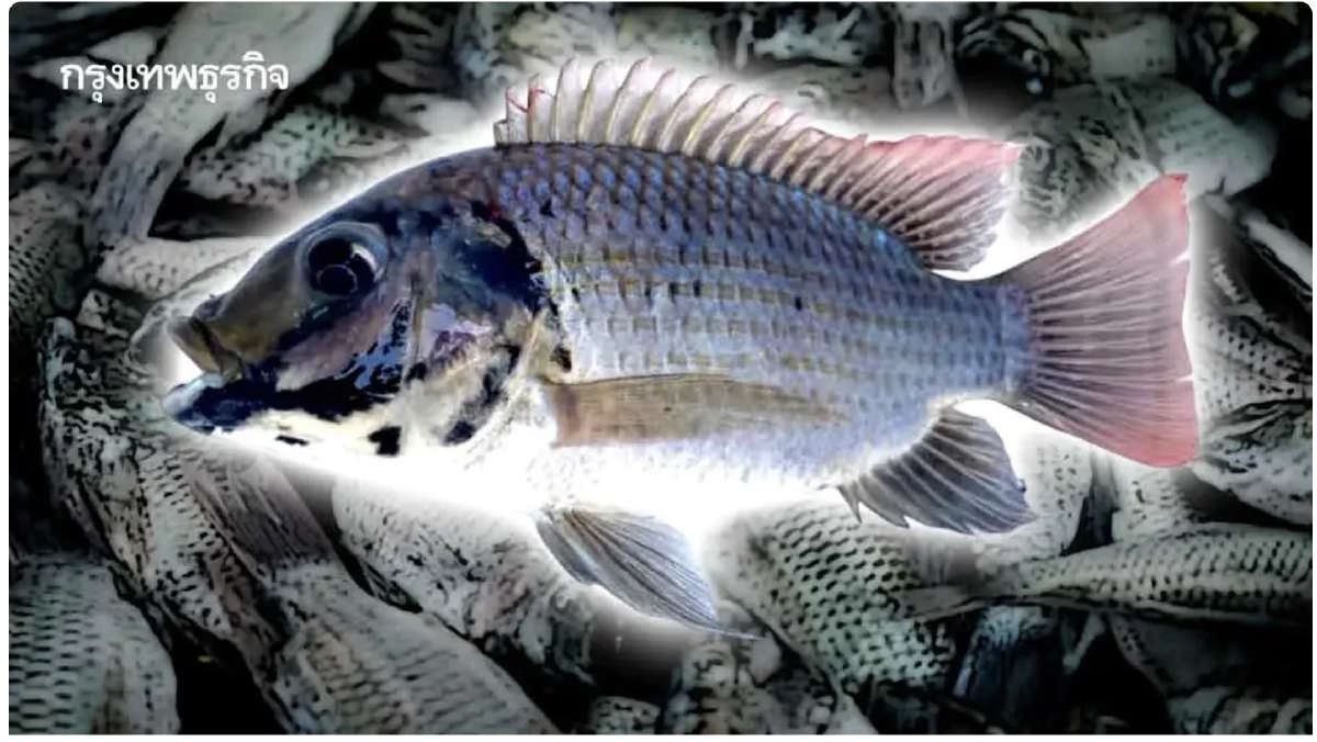 บทเรียนจากปลาต่างถิ่น สู่ยุทธศาสตร์ความมั่นคงทางชีวภาพของไทย