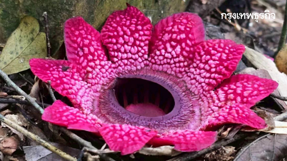 หาดูยาก 'กระโถนพระราม' บานแล้ว ในผืนป่ามรดกโลก แก่งกระจาน