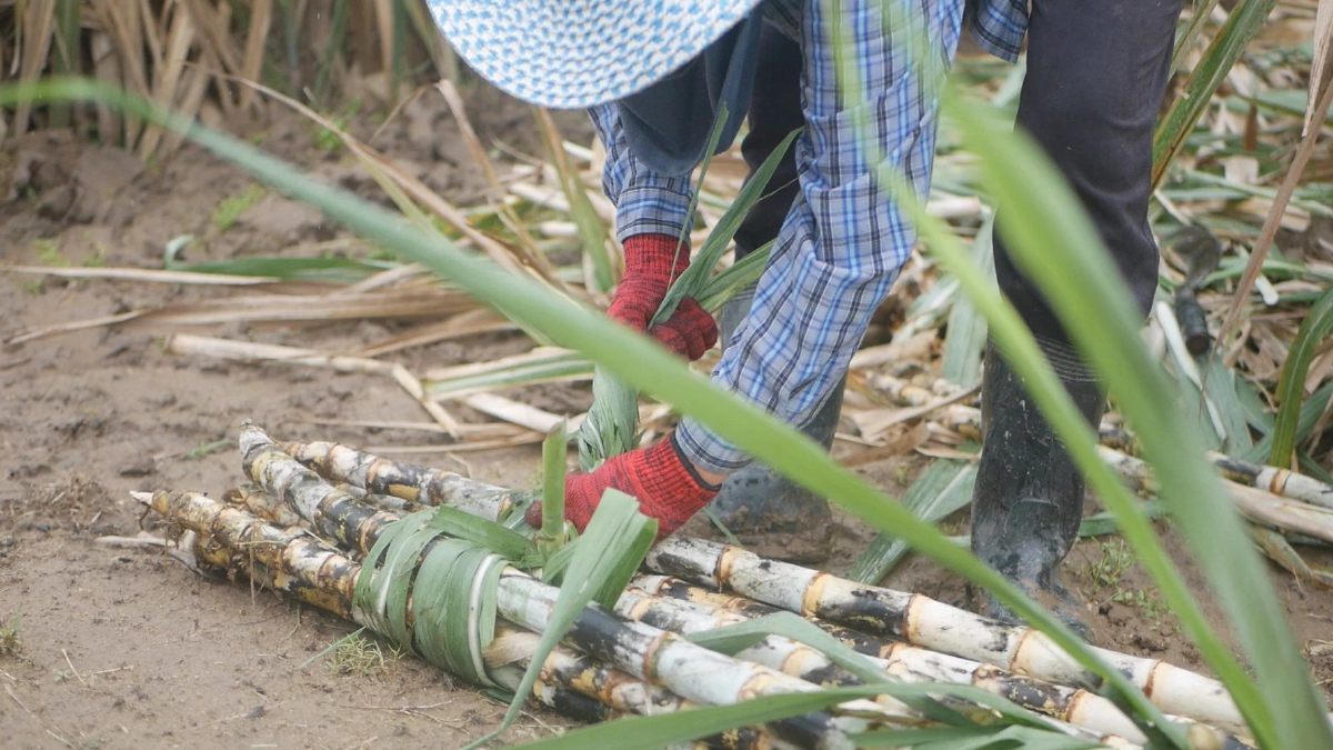 กอน. เคาะ 'เผาน้อย เปิดก่อน' สู้ PM2.5 คาดปี68/69 อ้อยทะลุ 93 ล้านตัน