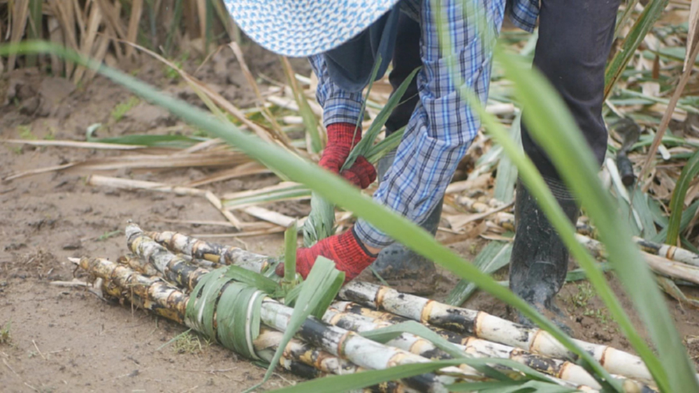 กอน. เคาะ 'เผาน้อย เปิดก่อน' สู้ PM2.5 คาดปี68/69 อ้อยทะลุ 93 ล้านตัน