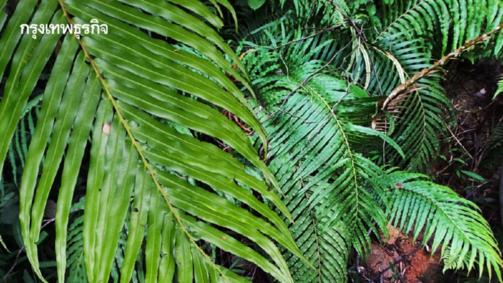 พบ ‘แร่แรร์เอิร์ธ’ ใน ‘กูดดอย’ หาทางสกัดแร่จากพืช ลดพึ่งพาเหมืองอันตราย