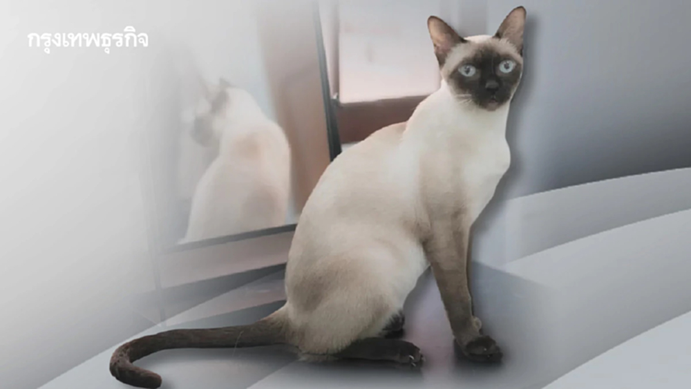“แมวไทย”เอกลักษณ์ประจำชาติ   ป้องต่างชาติแอบตีตราเป็นเจ้าของ