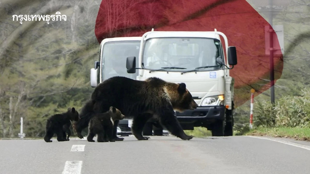 ‘หมีญี่ปุ่น’ ฆ่าคนมากเป็นประวัติการณ์ บุกรุกเขตเมือง เพราะขาดอาหาร