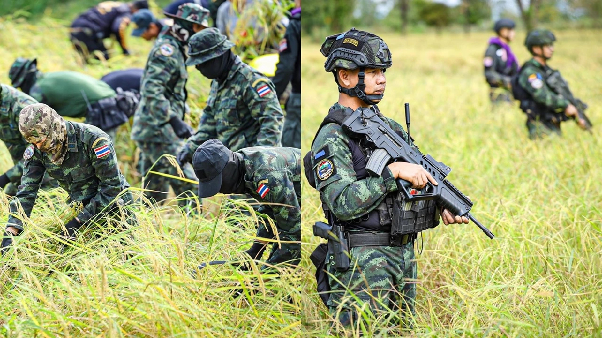 ทหารถือปืน-เกี่ยวข้าว ช่วยชาวนาชายแดนสระแก้ว ทบ.ย้ำอธิปไตยชาติ