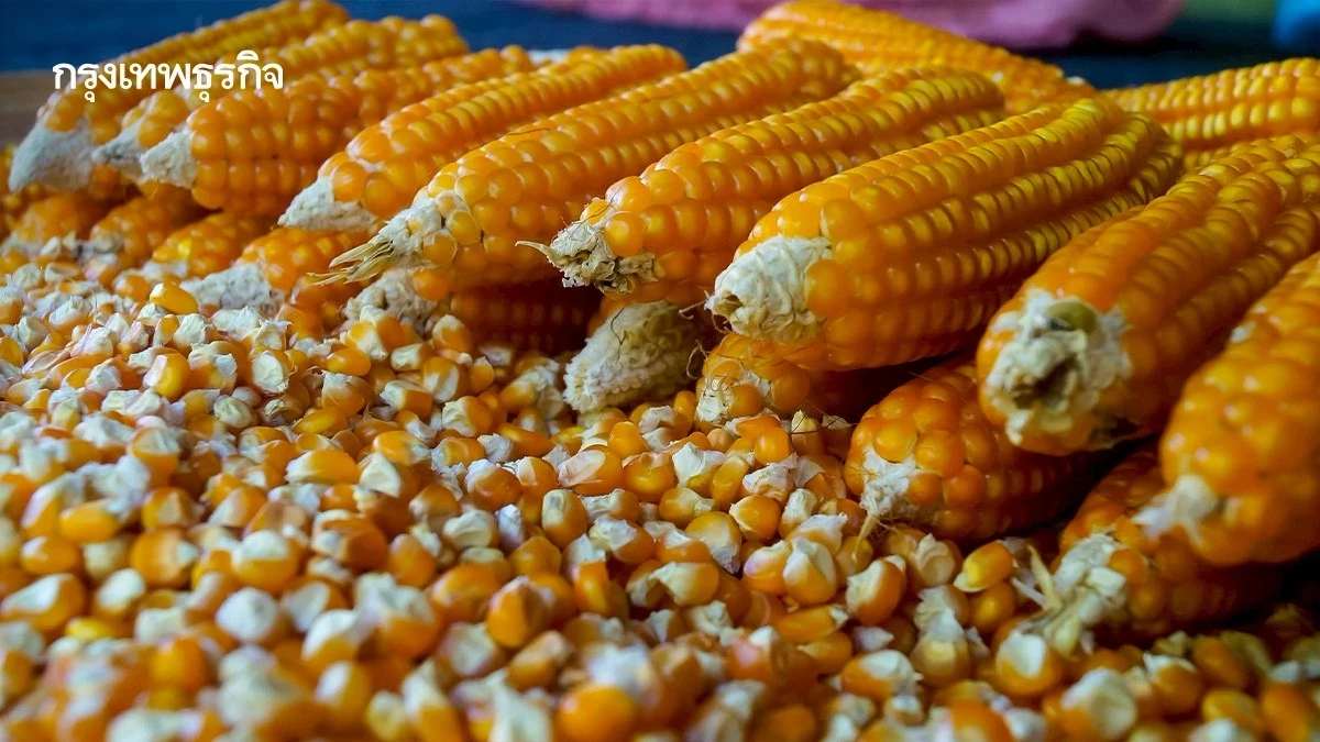 สมาคมการค้าพืชไร่ ค้าน เปิดนำเข้าข้าวโพดสหรัฐ จ่อยื่นหนังสือถึง รมว.พาณิชย์ 13 พ.ย.นี้