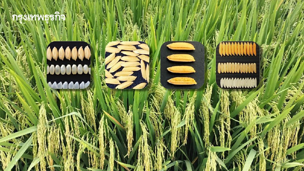'ใบรับรองเมล็ดพันธุ์'หนุนตลาดใหม่   คุณประโยชน์ข้าวไทยไม่ใช่แค่อิ่มท้อง