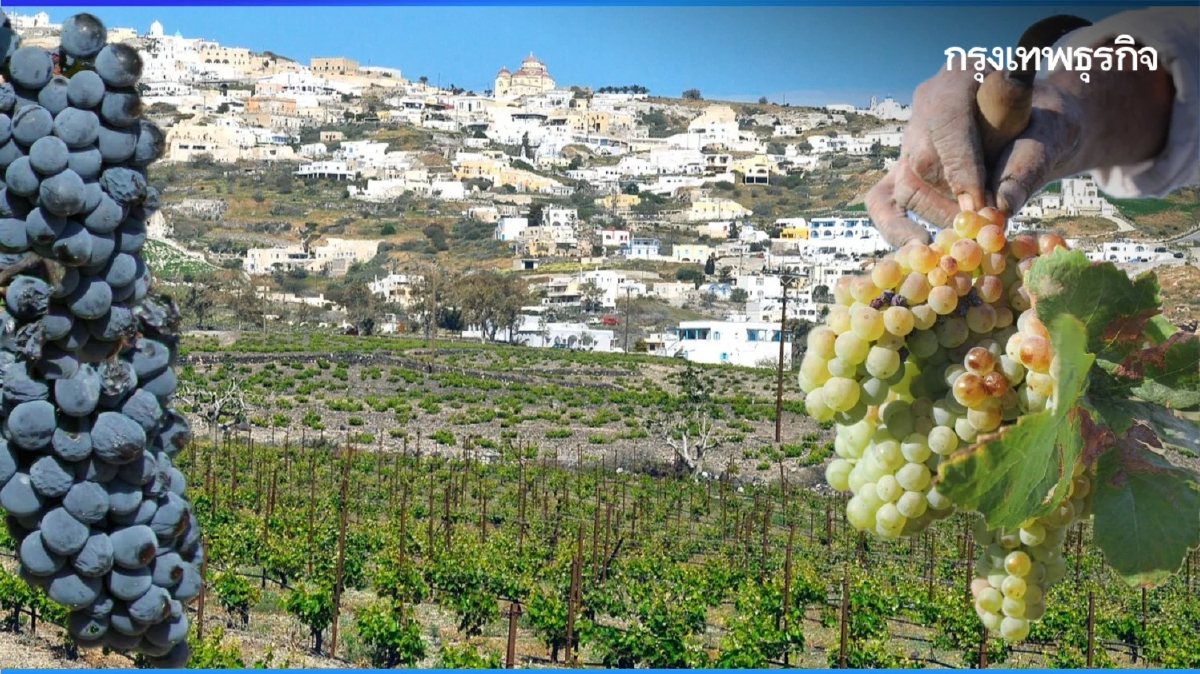 ไวน์กรีซ ดื่มด่ำอารยะธรรมโบราณ