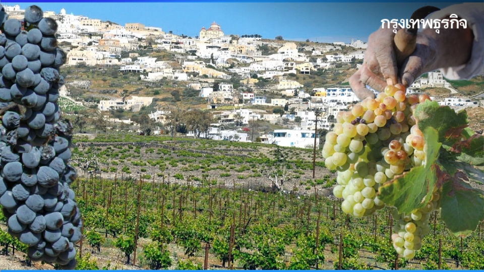 ไวน์กรีซ ดื่มด่ำอารยะธรรมโบราณ